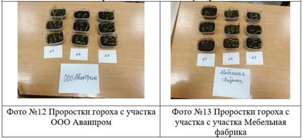 проростки гороха