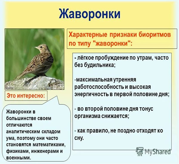 жаворонки