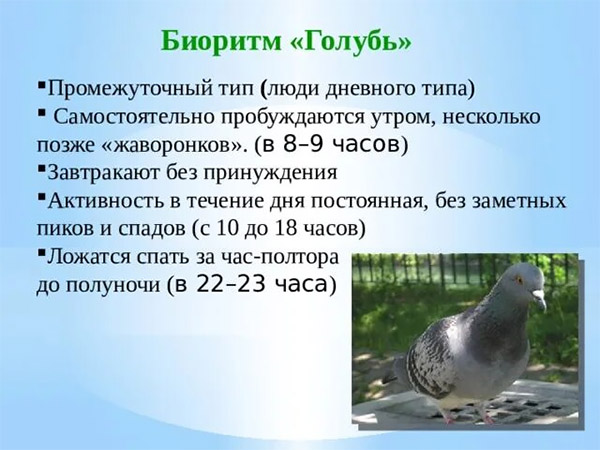 голубь